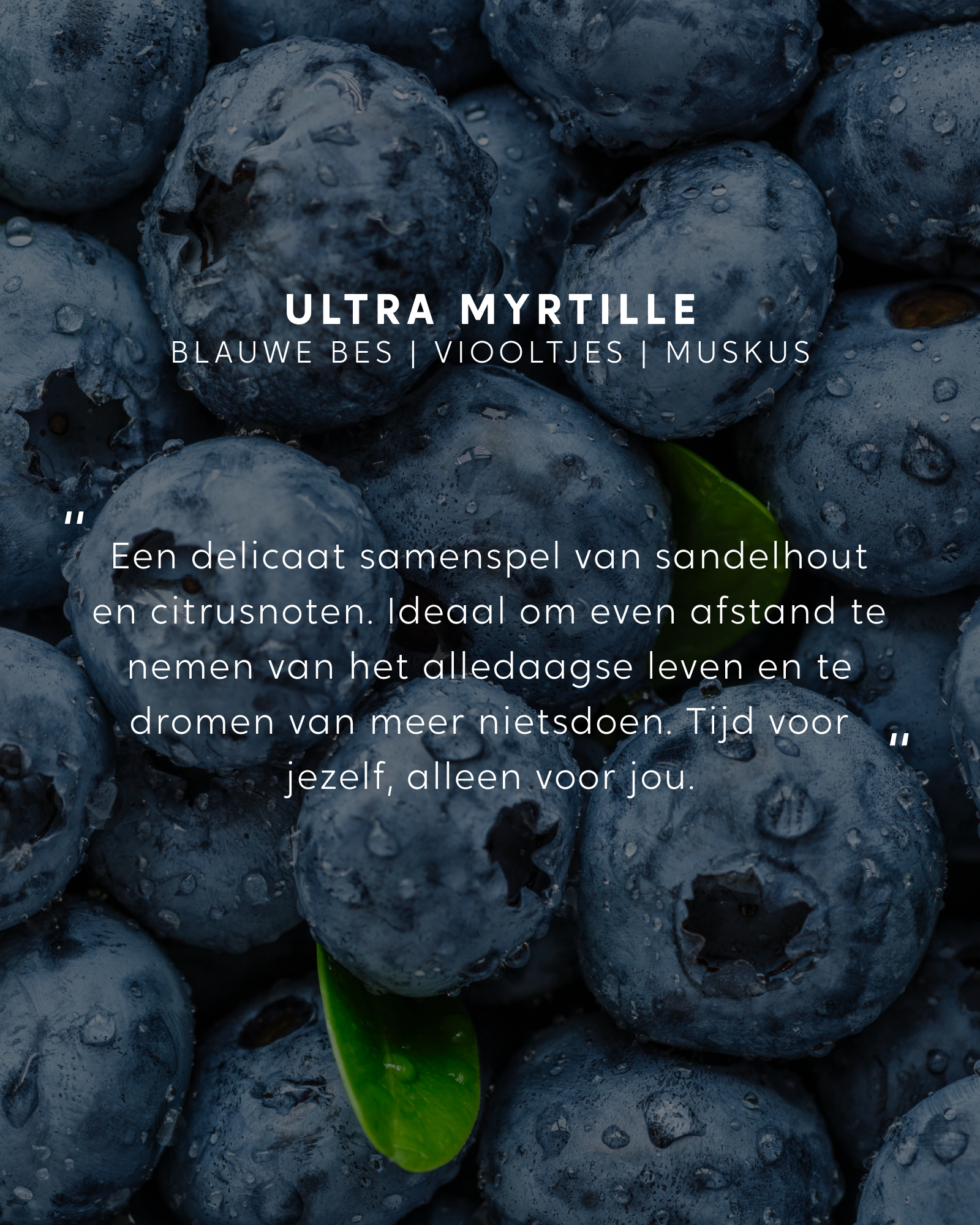 Geurstokjes navulling Ultra Myrtille